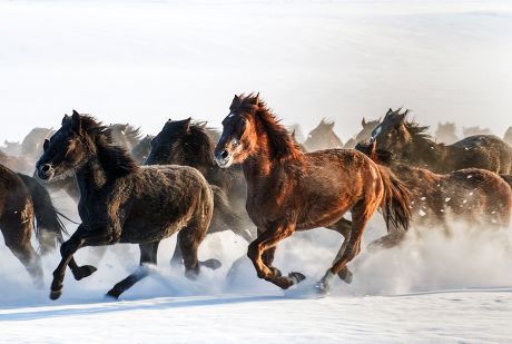 Yili Horses